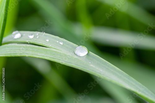 dew drops at green grass. rainy season concept. abdstract nature background.