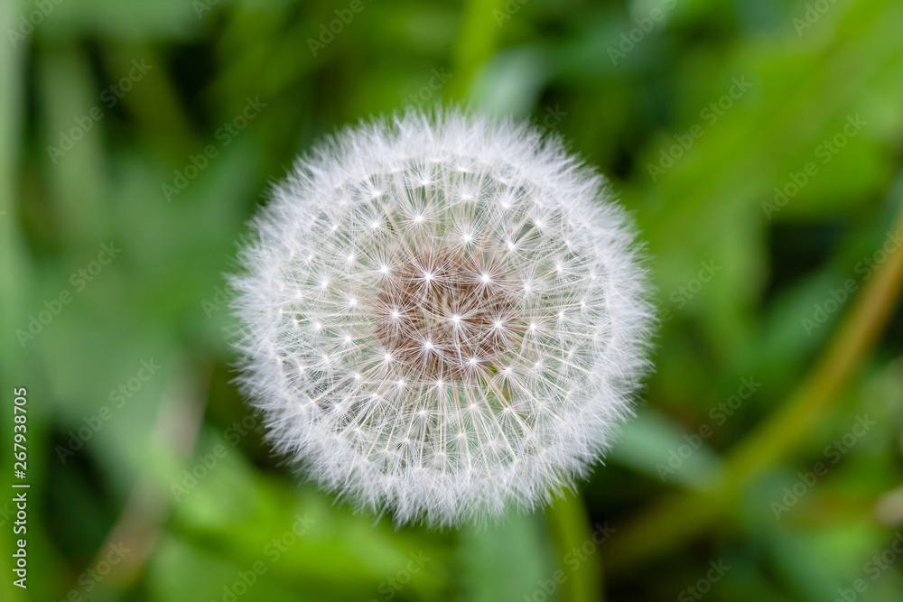 Bloomed dandelion flower at blurred green background.