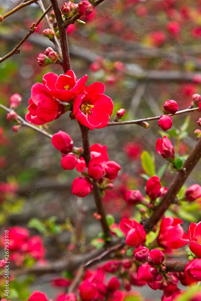 Flowering Red Bush Flowering Red Bush