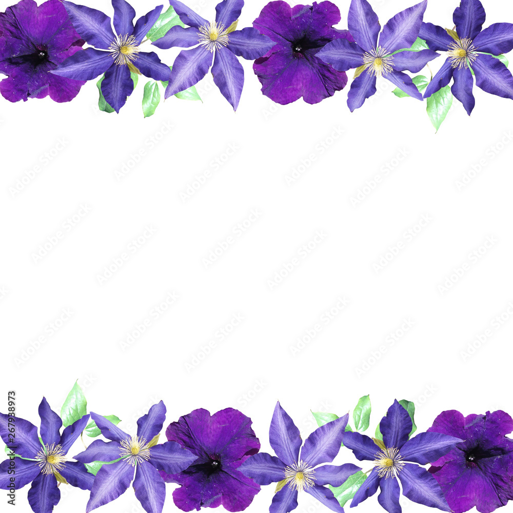 Beautiful floral background of clematis and petunia. Isolated Beautiful floral background of clematis and petunia. Isolated