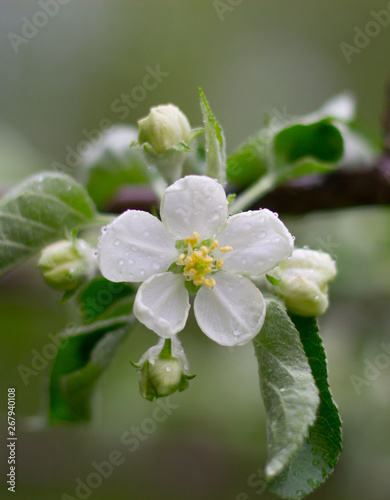 flower spring tree white apple summer blossom green 