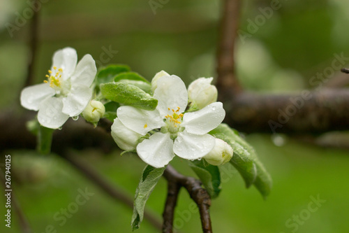 flower spring tree white apple summer blossom green 