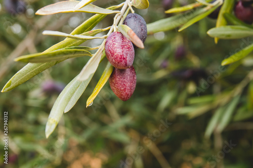 Olive tree fruits close up photo