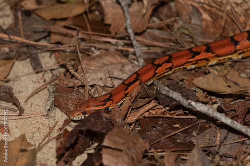 Corn Snake on the North Carolina Coast