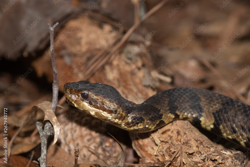 Eastern Cottonmouth (Water Moccasin) in North Carolina Eastern Cottonmouth (Water Moccasin) in North Carolina