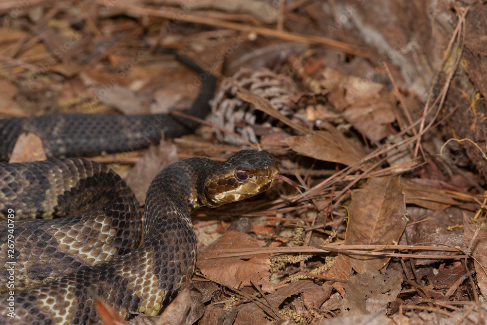 Eastern Cottonmouth (Water Moccasin) in North Carolina Eastern Cottonmouth (Water Moccasin) in North Carolina