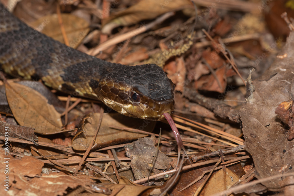 Eastern Cottonmouth (Water Moccasin) in North Carolina Eastern Cottonmouth (Water Moccasin) in North Carolina
