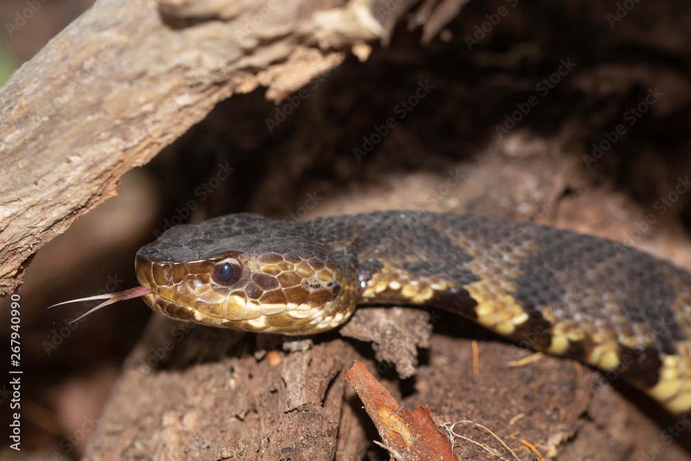 Eastern Cottonmouth (Water Moccasin) in North Carolina Eastern Cottonmouth (Water Moccasin) in North Carolina
