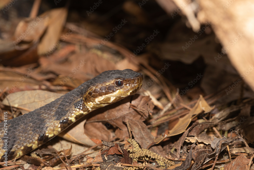 Eastern Cottonmouth (Water Moccasin) in North Carolina Eastern Cottonmouth (Water Moccasin) in North Carolina