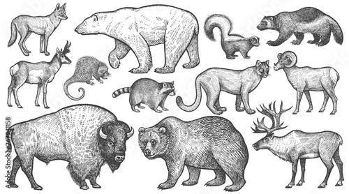 Animals of North America big set.