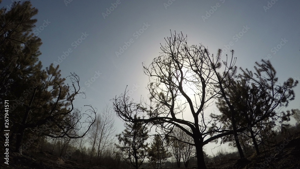 Burned forest, panorama rotating time lapse of trees after wildfire, ecological catastrophe, disaster Burned forest, panorama rotating time lapse of trees after wildfire, ecological catastrophe, disaster