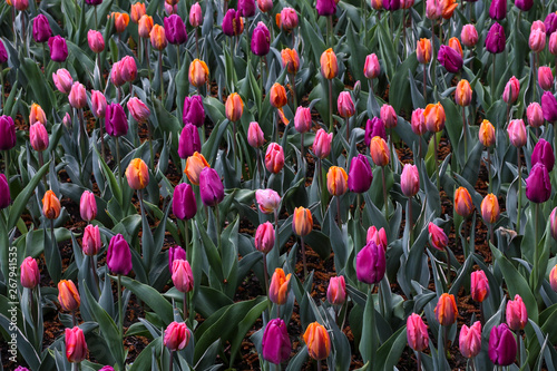 field of colourful tulips 