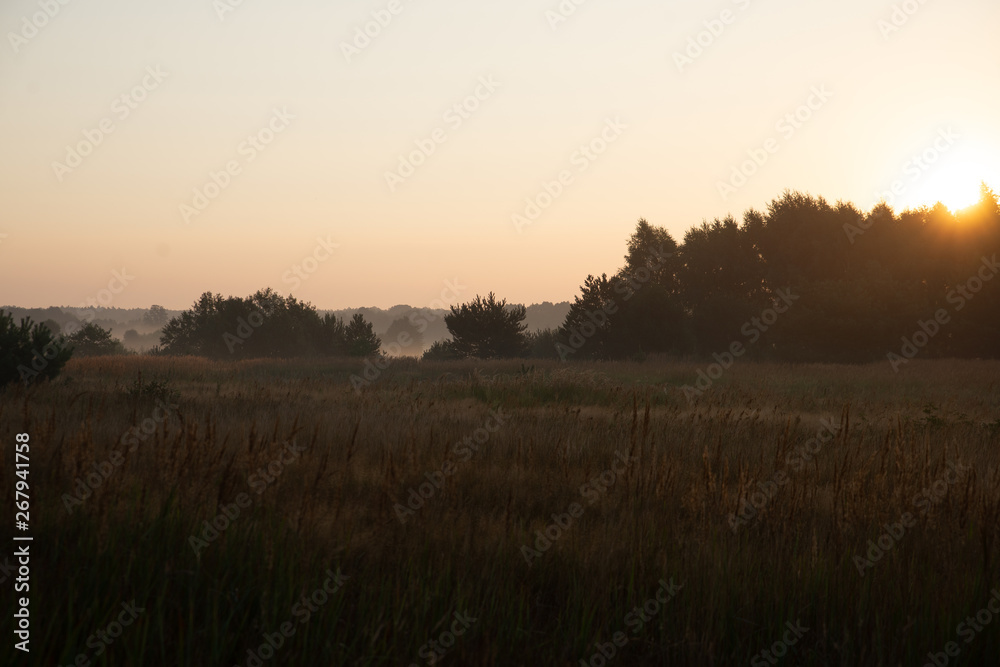   sunrise over a misty meadow in summer morning