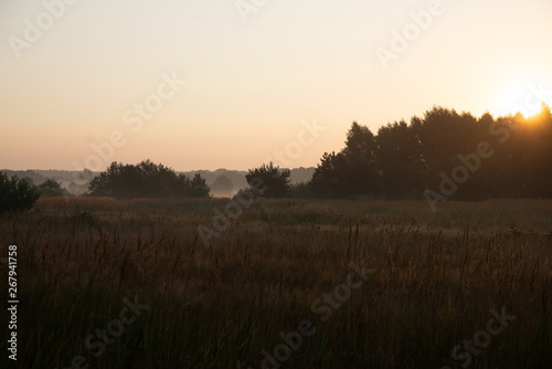  sunrise over a misty meadow in summer morning