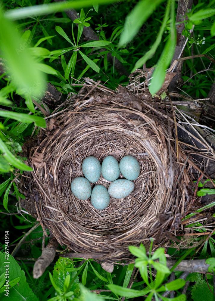 blackbird's nest in the forest blackbird's nest in the forest