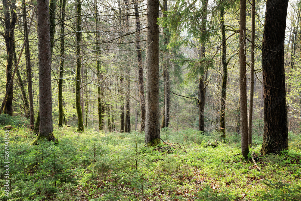 Naklejka premium Spring season green forest landscape