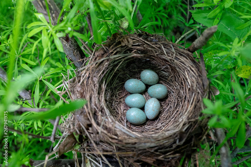 blackbird's nest in the forest