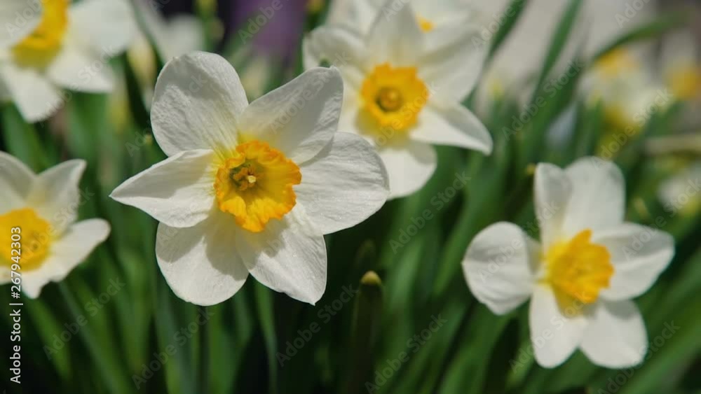 Close-Up of White Narcissus Flowers Swaying in the Wind in Slow Motion. Narcissus Flower also Known as Daffodil, Daffadowndilly and Jonquil Close-Up of White Narcissus Flowers Swaying in the Wind in Slow Motion. Narcissus Flower also Known as Daffodil, Daffadowndilly and Jonquil