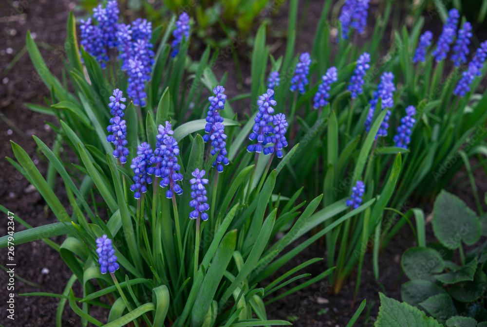 Fototapeta premium Beautiful blue Muscari flowers in early spring on a flower bed in the garden.