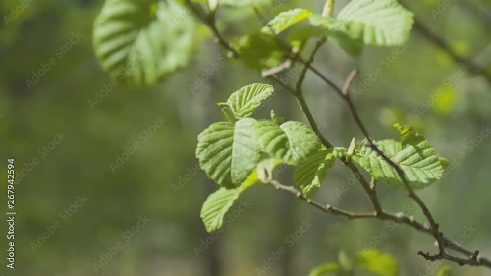 Fresh green spring leaves on a branch of a tree. Shallow depth of field. Fresh green spring leaves on a branch of a tree. Shallow depth of field.