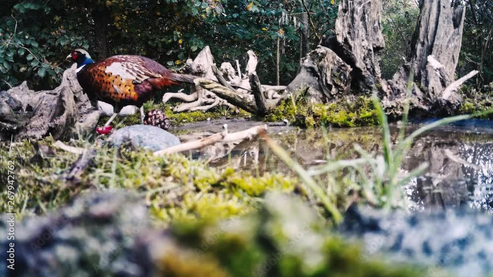 Common Pheasant rooster feeding by a pond. Common Pheasant rooster feeding by a pond.