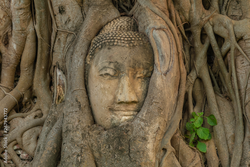 Ayutthaya Buddha Head statue with trapped in Bodhi Tree roots at Wat Maha That (Ayutthaya).