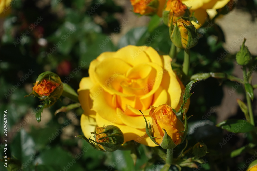Buds and flower of amber yellow rose in June Buds and flower of amber yellow rose in June