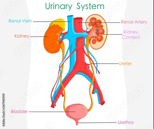 Excretory Urinary system. Detailed. Annotated  urine or excretory system and kidney anatomy. Detailed. 2d  drawing. Vector illustration, with explanations.