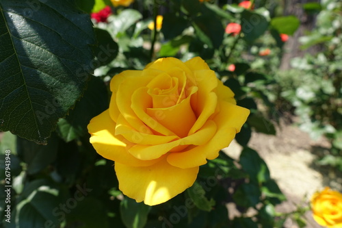 Closeup of amber yellow flower of rose in June