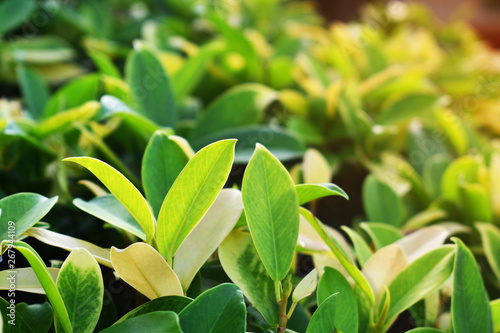 green leaves of tree