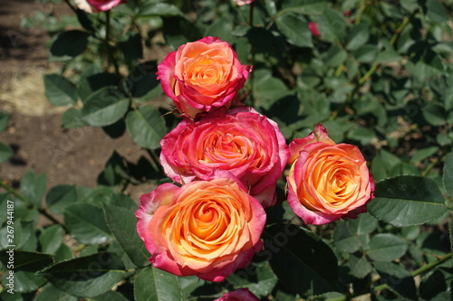 Four pink and yellow flowers of rose