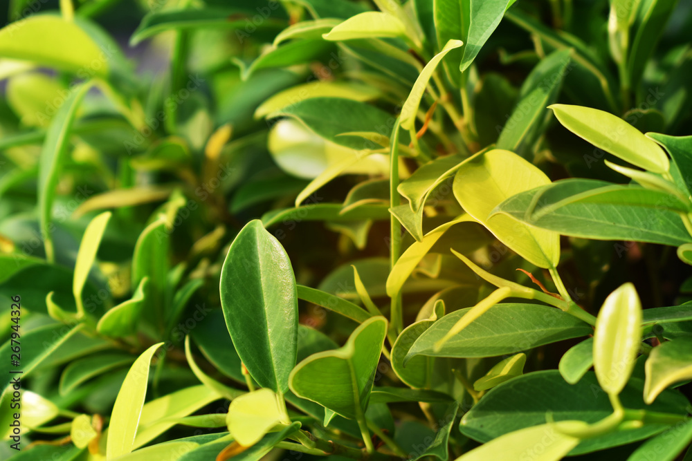 green leaves background green leaves background