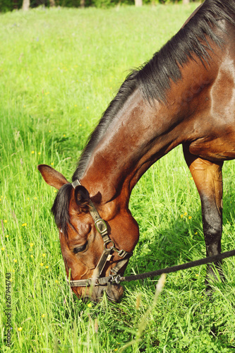 Grazing brown warmblood horse in the countryside field