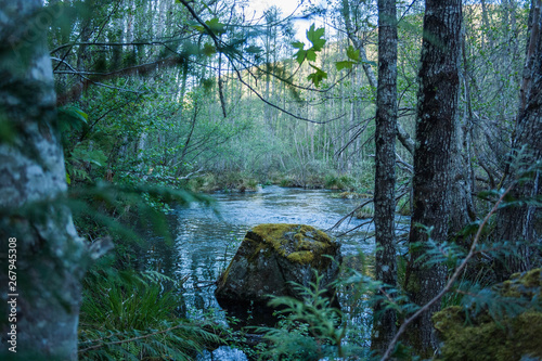 rio con bosque y piedras