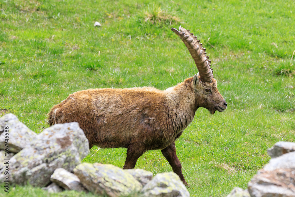 stambecco nel Parco Nazionale del Gran Paradiso stambecco nel Parco Nazionale del Gran Paradiso