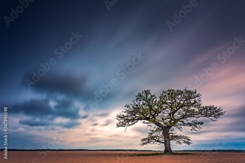 Old oak tree in the evening light, Lithuania Europe photo