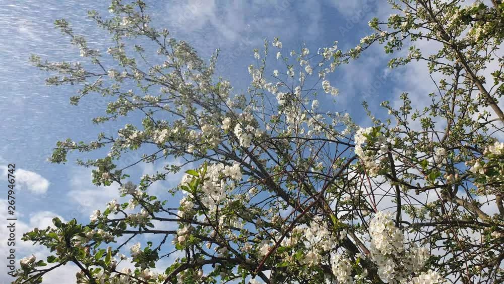 Irrigation of apple trees in the garden slow motion Irrigation of apple trees in the garden slow motion