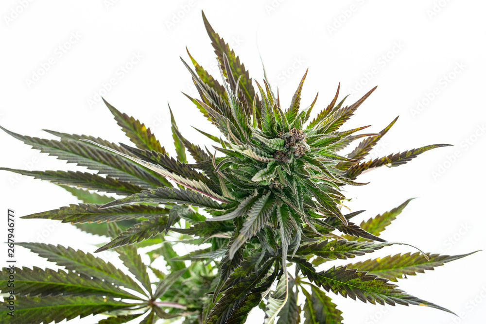 marijuana plant on white background marijuana plant on white background