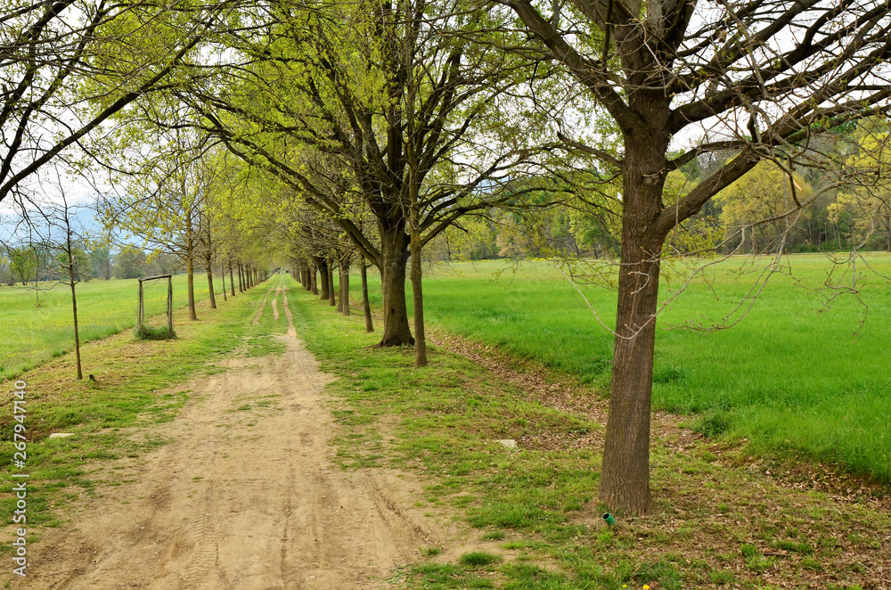 The path winds through the park between meadows and trees The path winds through the park between meadows and trees