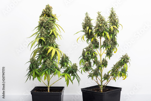 potted cannabis plant, hybrid of sativa and indica photo