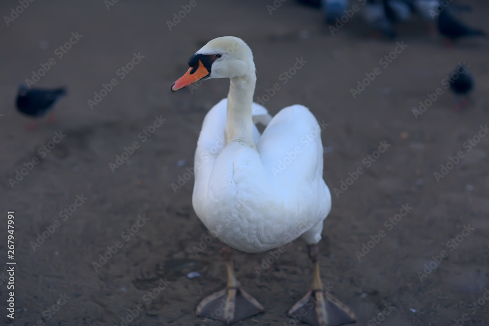 white swans in the water / wild beautiful birds, swans in nature