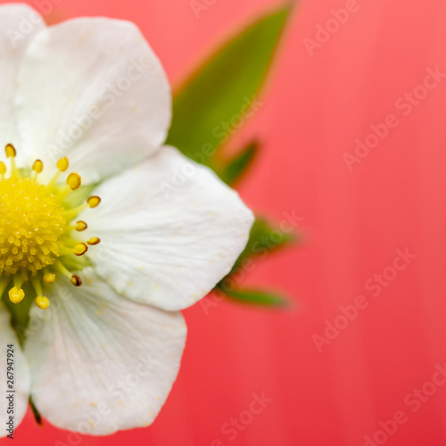 Blooming of strawberries (Fragaria), on a gently coral background. Macro.
