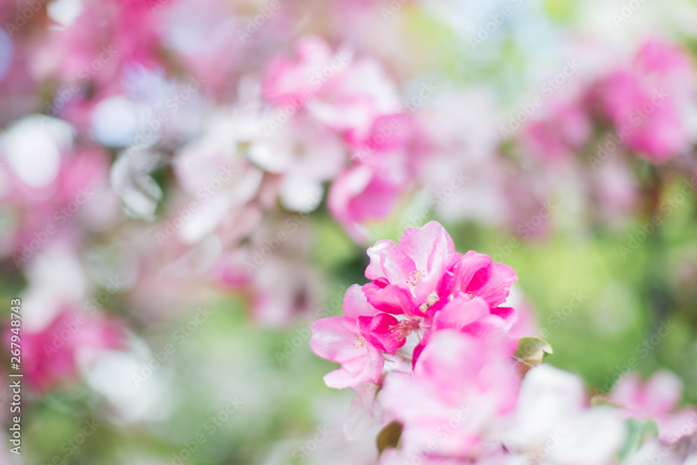 Colorful pink bud of flowers in blossom on spring tree in park. Nature, summer, macro, flowers concept Colorful pink bud of flowers in blossom on spring tree in park. Nature, summer, macro, flowers concept