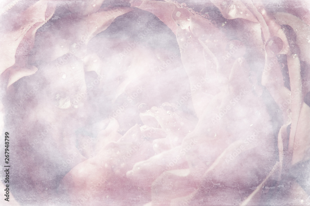 Obraz premium background fold flower macro / red flower, abstract aroma background gentle summer rose