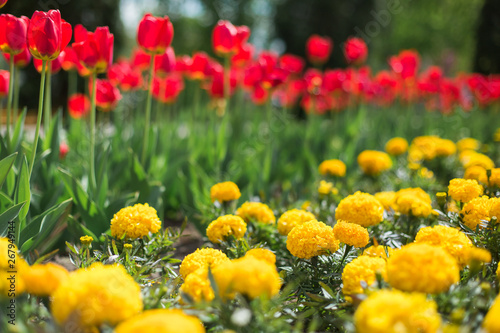 Colorful pink bud of flowers in blossom on spring tree in park. Nature, summer, macro, flowers concept