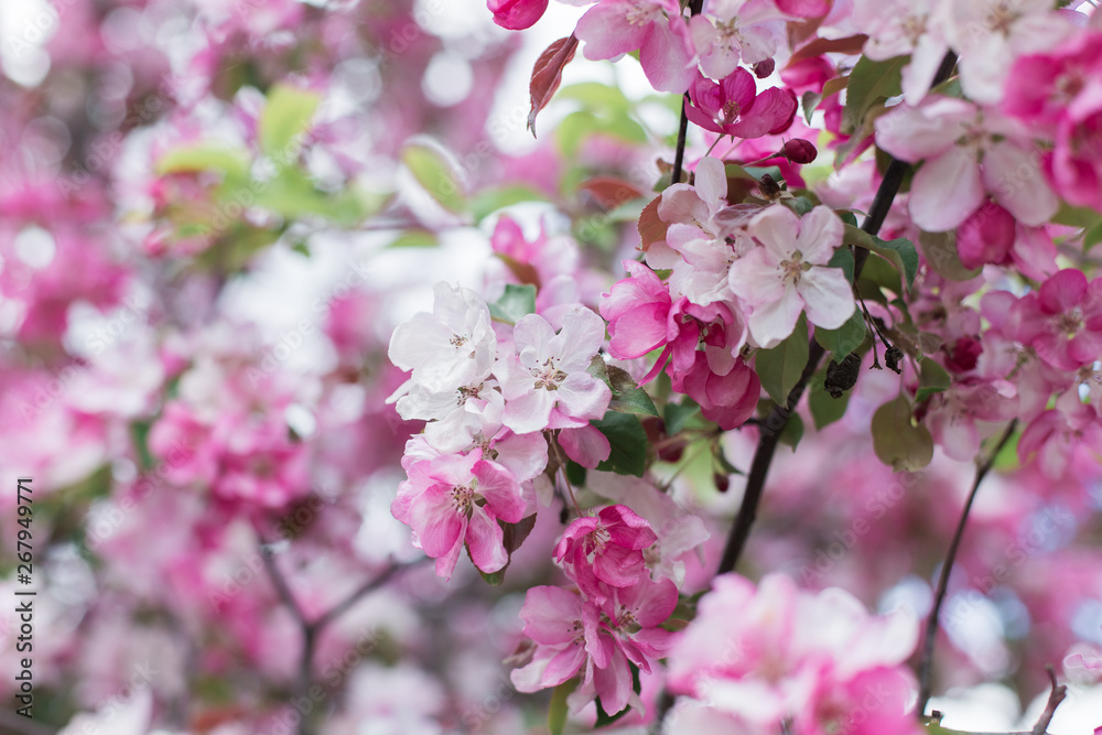 Colorful pink bud of flowers in blossom on spring tree in park. Nature, summer, macro, flowers concept Colorful pink bud of flowers in blossom on spring tree in park. Nature, summer, macro, flowers concept