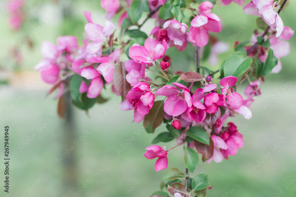 Colorful pink bud of flowers in blossom on spring tree in park. Nature, summer, macro, flowers concept