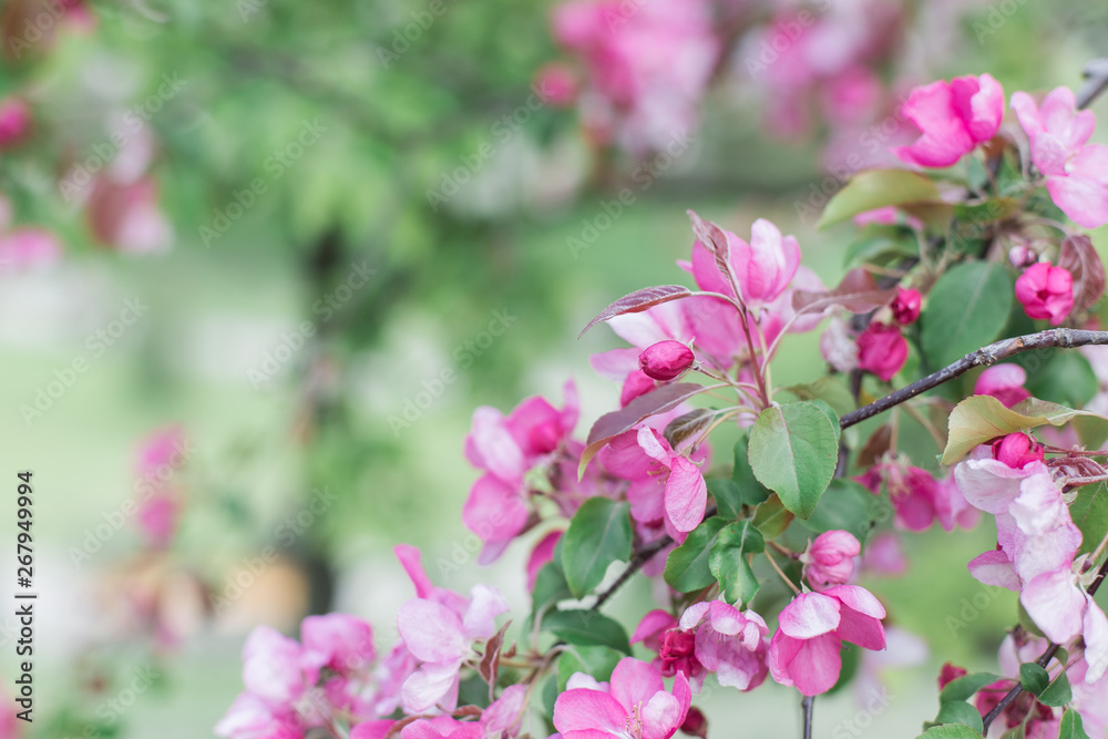 Colorful pink bud of flowers in blossom on spring tree in park. Nature, summer, macro, flowers concept Colorful pink bud of flowers in blossom on spring tree in park. Nature, summer, macro, flowers concept