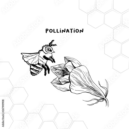 Pollination process hand drawn vector illustration. Honey product store logo, label. Bee and flower ink pen sketch. Geometric honeycomb clipart. Stylized Amaryllis drawing. Isolated design element