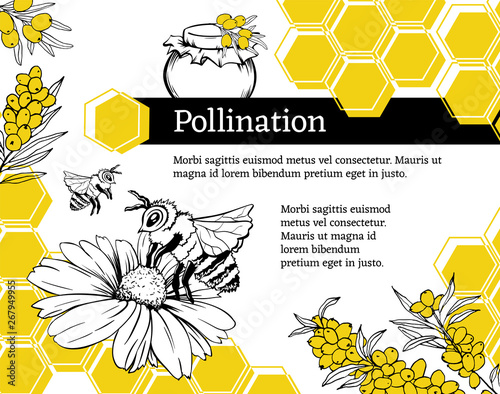 Pollination hand drawn vector illustration. Bumblebee and blossom flower ink pen sketch. Honey shop packaging sticker. Honeycomb geometric shape. Stylized freehand chamomile and sea buckthorn drawing